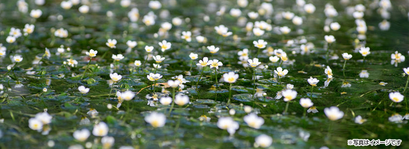 清流に群生する白い花 醒井・地蔵川の梅花藻＆彦根城下町にひっそり佇む和食店でのランチ♪
