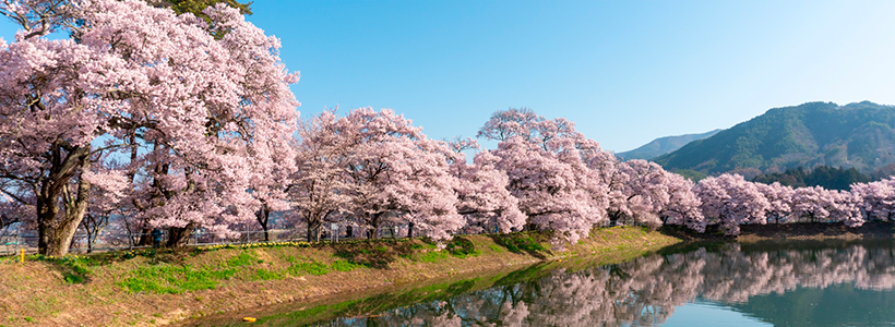 ★三大桜の名所・高遠城址公園★元善光寺参拝・麻績の里 舞台桜で春の南信州満喫の旅