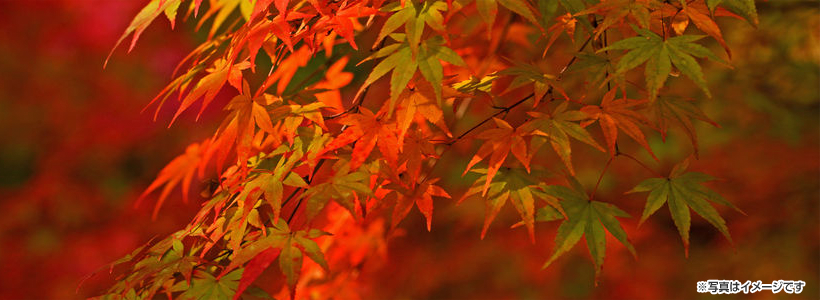 ＼秋恋う！丹波路・もみじ散歩／花の寺・高源寺で花説法＆紅葉観賞！柏原八幡宮を染めるモミジに酔いしれる