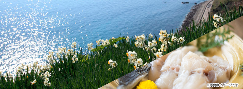 高級ブランド「３年とらふぐ」の会席料理と黒岩水仙郷で水仙の花観賞＆道の駅でお買い物