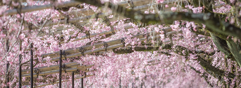 まるで桜のトンネル！半木の道と京都府立植物園＆今年は午年！馬ゆかりの藤森神社参拝と絶品麦とろろ膳で京都の春爛漫旅★
