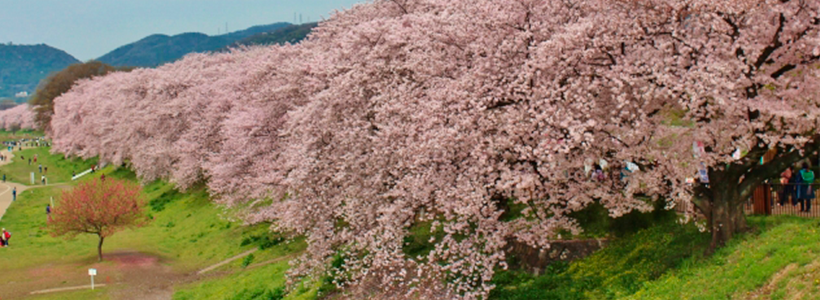 京都の春の代名詞！「都をどり」鑑賞と背割提のお花見散歩＆春の彩り会席に舌鼓♪はんなり京都旅