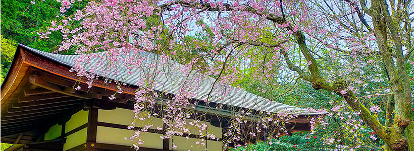 湖東三山・桜めぐり　江戸時代から続く老舗料亭「竹平楼」で絶品ランチ＆明治天皇御座所の貴重な見学体験の旅♪