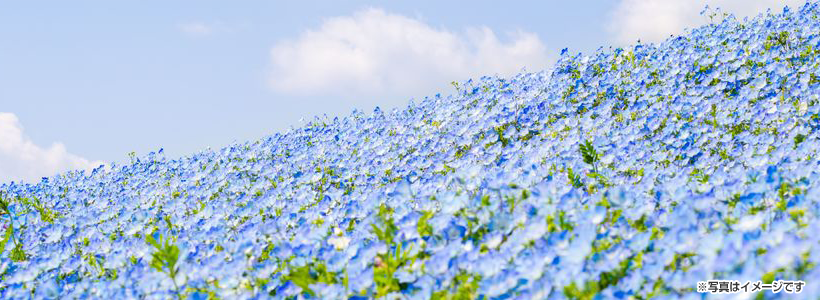 ネモフィラの丘＆ネモフィラ祭り2026！2大ネモフィラ名所をめぐろう＆たび丸高評価のイタリアンランチご堪能の旅♪