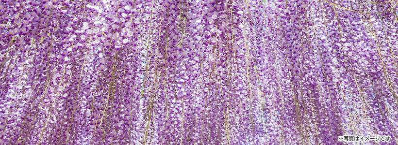 レッドヒルヒーサーの森で“藤のガーデン”見学＆カメヤマロウソクでキャンドル作り体験と絶品!上寿司ランチで写真映えの旅★