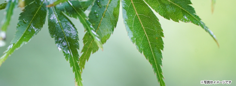 ＼東福寺をガイドさんがご案内！／紅葉とは違う「青もみじ」の雲海の絶景＆知る人ぞ知る隠れた名店「かじ」で京懐石ランチと京染･手描き友禅体験で極上旅
