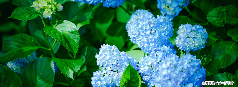 大原三千院あじさい祭り★下賀茂神社「糺の森で青もみじ」鑑賞＆隠れた名料亭「御所雲月」で京懐石に舌鼓！