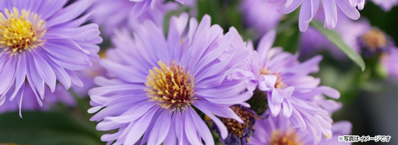 「幻の北山友禅菊」鑑賞と摘み取り体験！志古淵神社の「花笠」特別見学＆天然記念物「久多の大杉」でパワースポット巡りと近江牛の特上網焼きランチの旅～♪